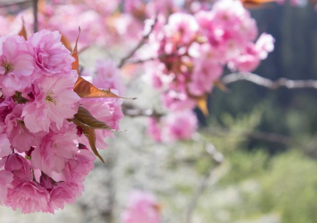 Wildkirschbaum in Blüte