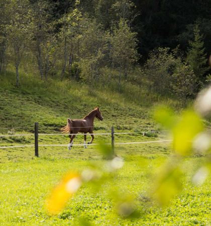 View on the pasture