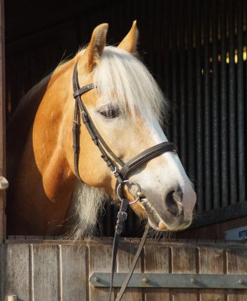 Unser Haflinger Fritz