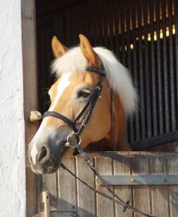 Unser Haflinger Mona