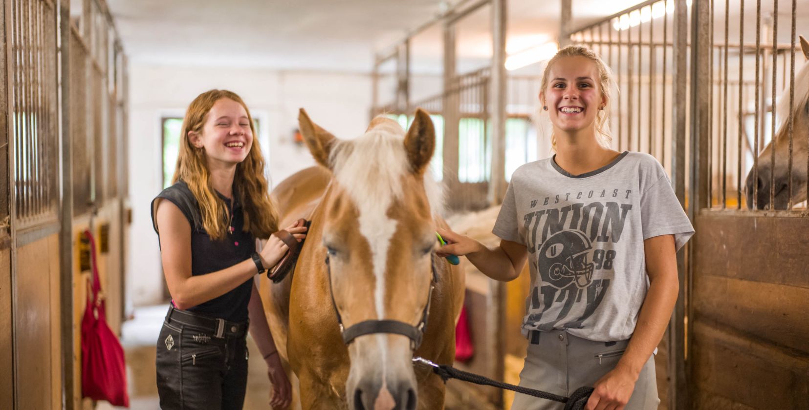 Taking care of the Haflinger horses