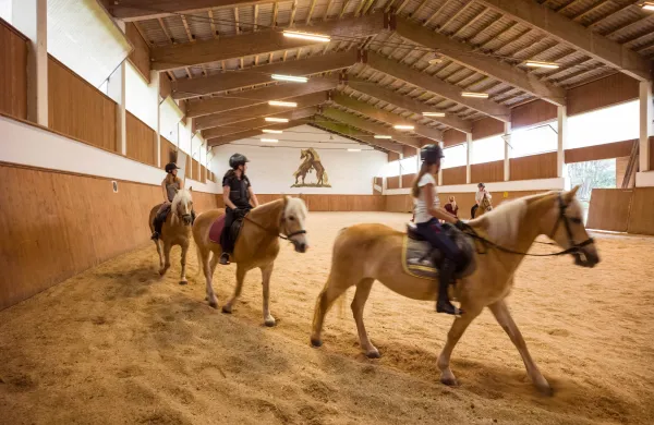 Reitstunden in der Halle am Haflingerhof
