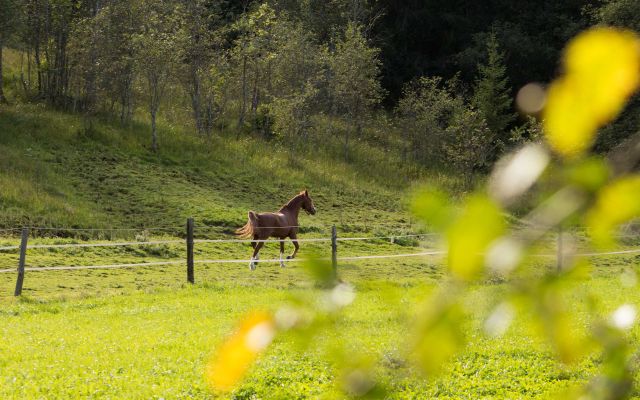 Blick auf die Koppel