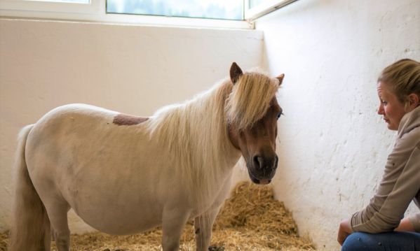 Unser Pony Trixi