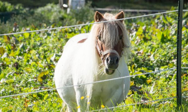 Unser Shettland-Pony Trixi