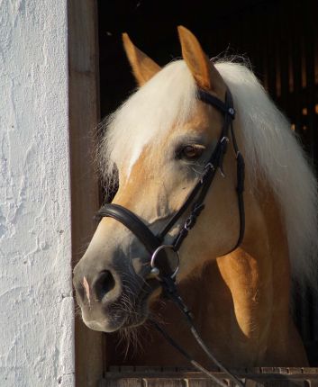 Unser Haflinger Tossa
