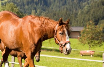 Horse Riding Holidays