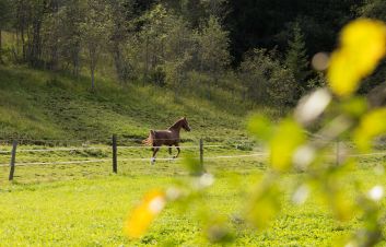View on the pasture