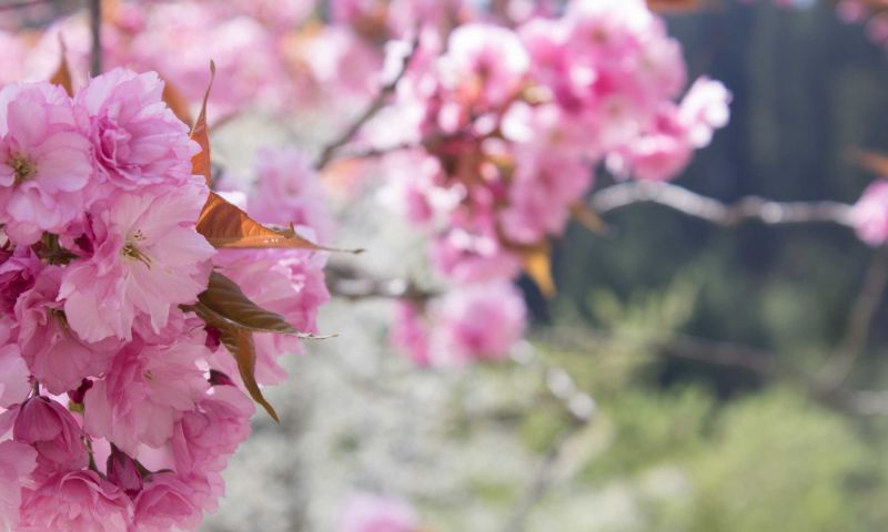 Cherry tree blooming