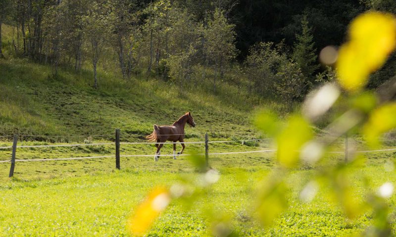 View on the pasture