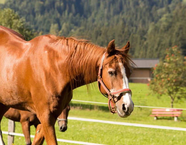 Horse Riding Holidays