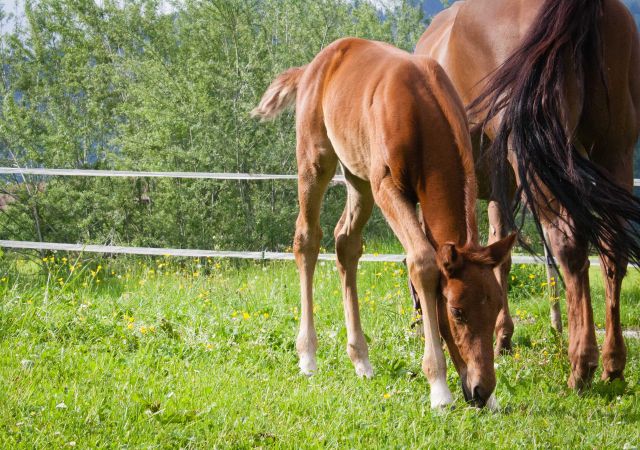 Horses on the pasture