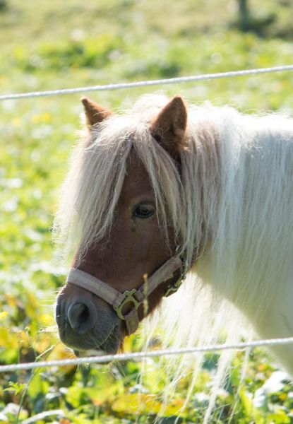 Unser Shettland-Pony Trixi