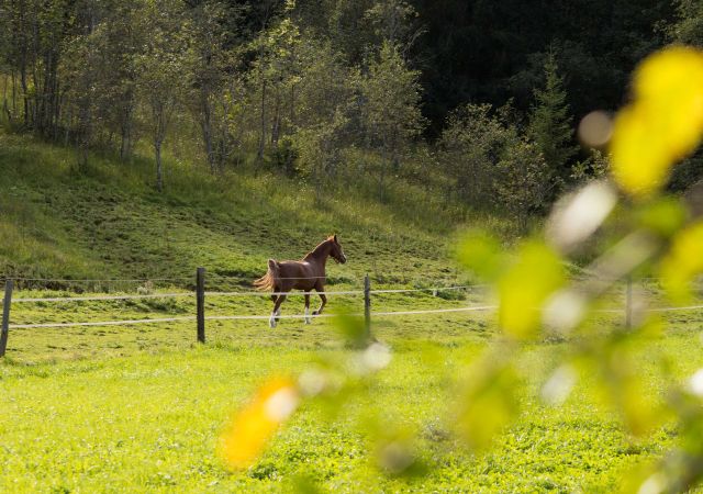 View on the pasture